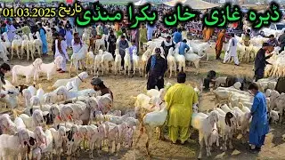 Dera Ghazi Khan mundra bakra mandi update مکمل معلومات ڈیرہ غازی خان منڈی سستے مندرے، بکرے خریدیں