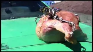 Robo Turkey