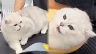 Cat Cleaning | Angry Silver Tabby | Super hard to control