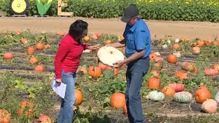 Pick your own pumpkin at Chesterfield Berry Farm&rsquo;s Fall Festival
