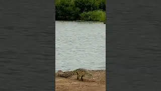 CROCODILE WALKS OUT OF SUNSET DAM (part 1) #crocodile #kruger #africa #southafrica #wildlife #safari