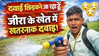 Dangerous pesticide in a cumin field. This happened while spraying the pesticide!.Farmer Reality
