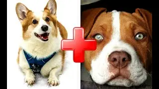 Top 10 Adorable Corgi Mixed Breeds
