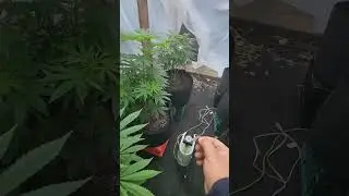 outdoor winter cannabis grow pre flowering in greenhouse