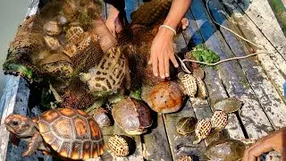 Cast Net Fishing🐢Tortoise in River Water | Amazing Boy Is Catching Countless turtles in The River