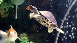Indian roofed turtle ❤️😍🐢