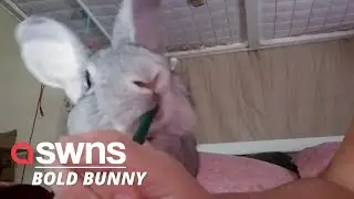 Naughty rabbit repeatedly steals owner's pencils right out of her hands | SWNS
