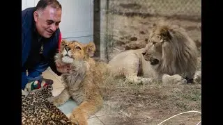 The lion occupies one of the main places in human culture