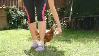 chicken clicker training
