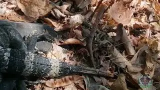 cacería de iguanas _/en guerrero México