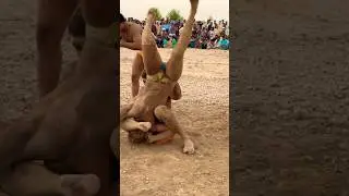 No Steroids, No Excuses &ndash; Natural Wrestler&rsquo;s Ultimate Fight Challenge!&rdquo;#trending #namatpehlwan