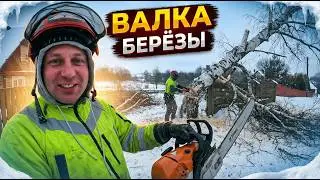 Удаление берёзы арбористом