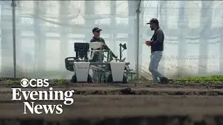 Farmers look to robots for field work as immigration raids upend labor