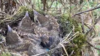 Bird nesting walk..Updates!! New finds!!