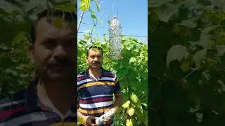 nirmal TT traps new Product allrounder sucking pest fly fruit fly killer.