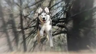 Mountain Biking in Woods with Man's Best Friend Siberian Husky Max - GoPro Session