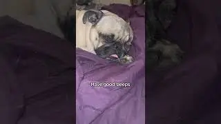 #goodnight #pug #sleepy #cute #mypug #puglife #cozynights #glitter #love