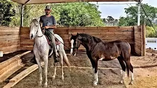 COMO ENGORDAR CAVALO