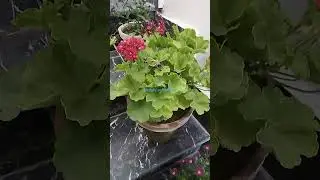 #beautyinnature #nature #plants #flowers #youtube #youtubeshorts #trending #viral