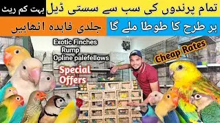 Aj Tak Ka Sab Sa Kam Rate | Special Deals On Lovebirds & Finches #birdsentertainment 