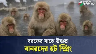 জাপানের জিগোকুদানি মাঙ্কি পার্কে বানরদের শীতের আনন্দ I Jigokudani Monkey Park | Dhaka Today