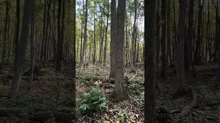 Bruce Trail: Peninsula Section - Jackson&rsquo;s Cove Side Trail