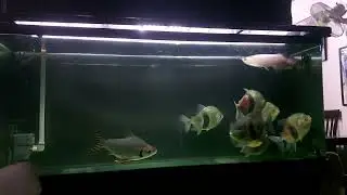 HUGE  EMPEROR BLUE HOOKS