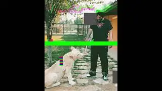 #Mafia life, #Sidhu Moose wala Punjabi songs shorts #video viral ￼#trending 💪