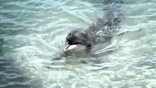 Zal Empty - Please Let the Dolphins Go