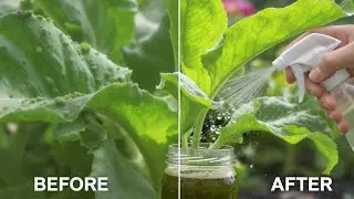 MAKING NATURAL INSECTICIDE AND FERTILIZER FROM NETTLE PLANTS
