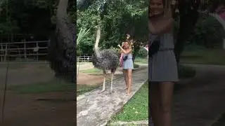 Human Vs Ostrich | Best Dance