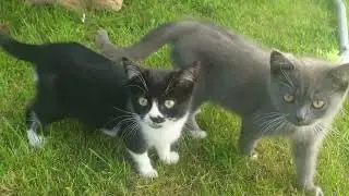 My Pet Matters