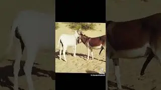 #funny #foryou #viral donkey meeting