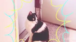 Messiah the prince cat 