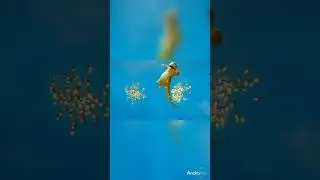 Animal cartoon is broad reference to animals funny video #ocean #short #ocean