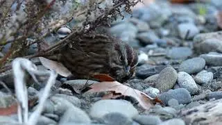 Song Sparrow Foraging on the Ground
