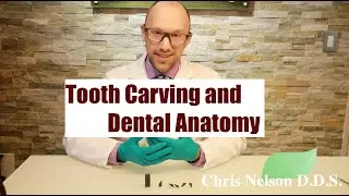Tooth Carving and Dental Anatomy!