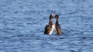 Slavonian Grebes, Avielochan, 31st May 2017
