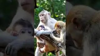 #familymonkey #monkey #macaque #monkeybaby #animal #jungle
