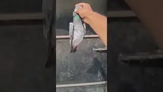 #pigeon #pigeonlaver #bird #kabootar #kabootarloft05 #birdspecies #shortvideo #kabutar #populer