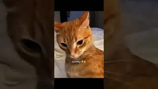 Funny CAT Moments 😂😂 episode 3731 #funnycats #cats #funnyanimals #petsofinstagram