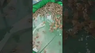 #frogfarm #frogfeeding