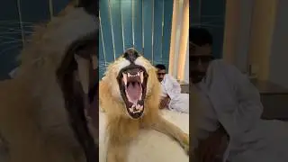Should Wild Animals Be Kept as Pets?