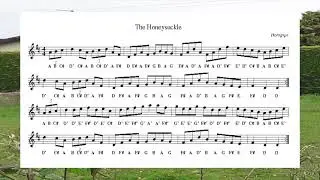 The Honeysuckle (Hornpipe) - Play-Along Wednesday