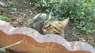 IS SHE WATCHING A SPACESHIP LANDING? 😹  (in SLOW-MO) What's going on? lol 😹  AWESOME! ❤️ SO COOL!