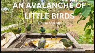 An Avalanche of Little Birds! Colorful Tanagers Feeding in Guarne Colombia #birds #birdlovers #bird