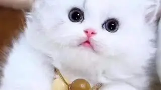 cute cat whatsApp status ll cute cat ll 💕🥰 #newstatus #shorts #cutecat