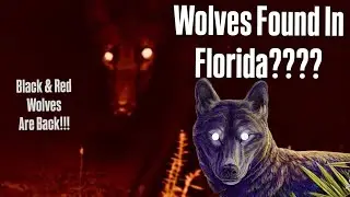 Florida&rsquo;s Secret Endangered Wolves: The Untold Story