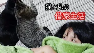 猫と私の借家生活/ケージに入れられることを察知する猫とすぐに捕獲される猫