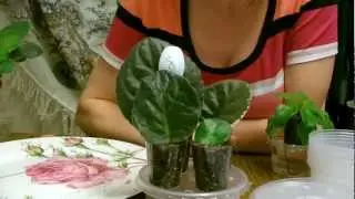 Bewurzelung im Bew&auml;sserungssystem Usambaraveilchen, Stecklinge bewurzeln